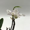 dendrobium moniliforme dosei (2)